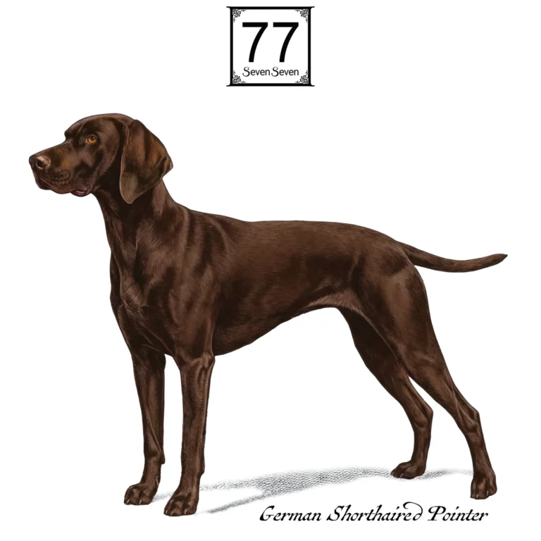 Wyżeł Niemiecki (German Shorthaired Pointer) - bawełniana torba canvas