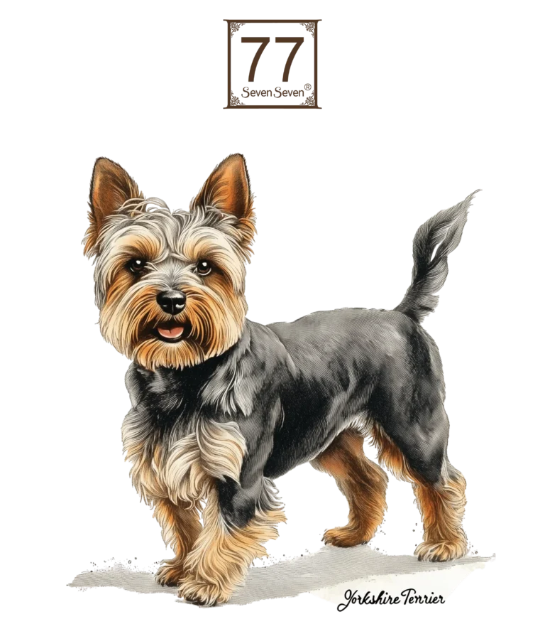 Yorkshire Terrier - bawełniana torba canvas