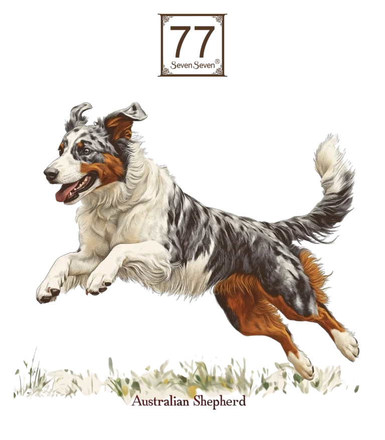 Owczarek Australijski (Australian Shepherd) - bawełniana torba canvas
