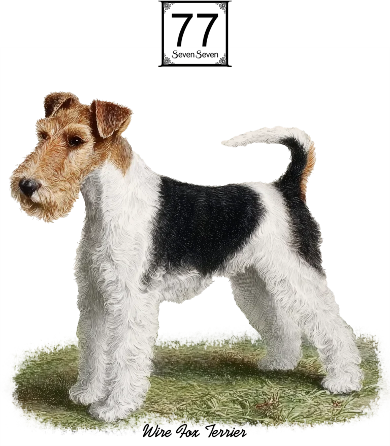 Foksterier Szorstkowłosy (Wire Fox Terrier) - bawełniana torba canvas