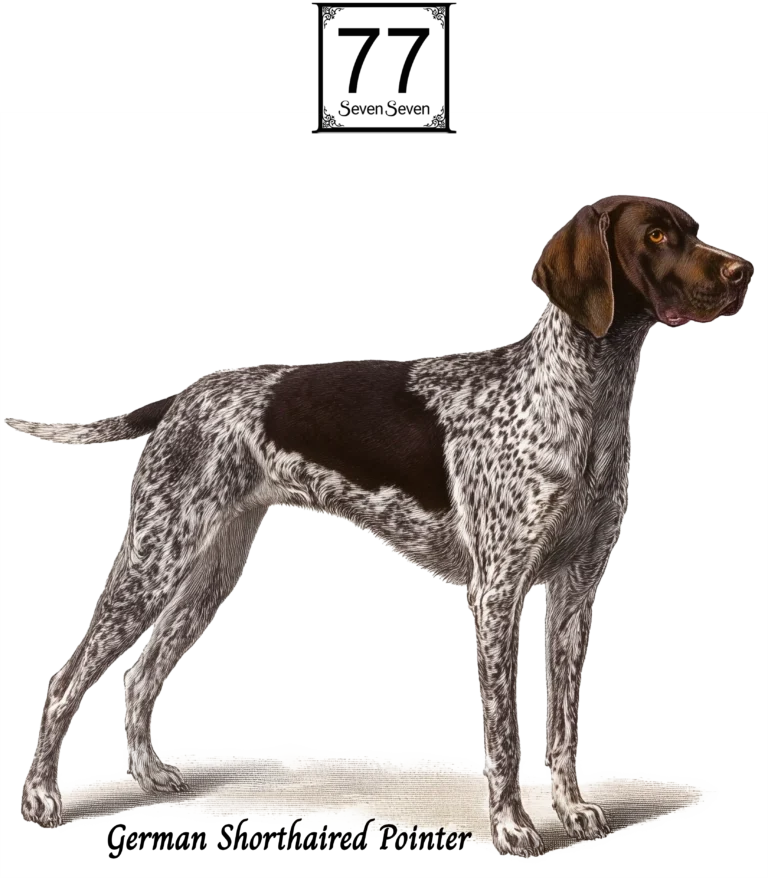 Wyżeł Niemiecki (German Shorthaired Pointer) - bawełniana torba canvas