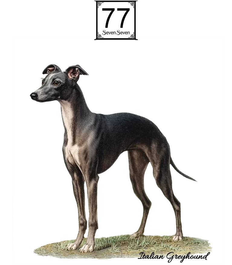Charcik Włoski (Italian Greyhound) - bawełniana torba canvas
