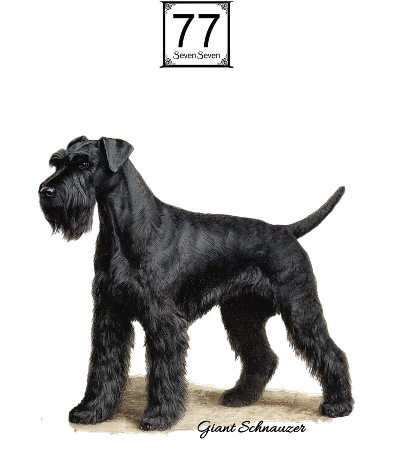 Schnauzer - bawełniana torba canvas