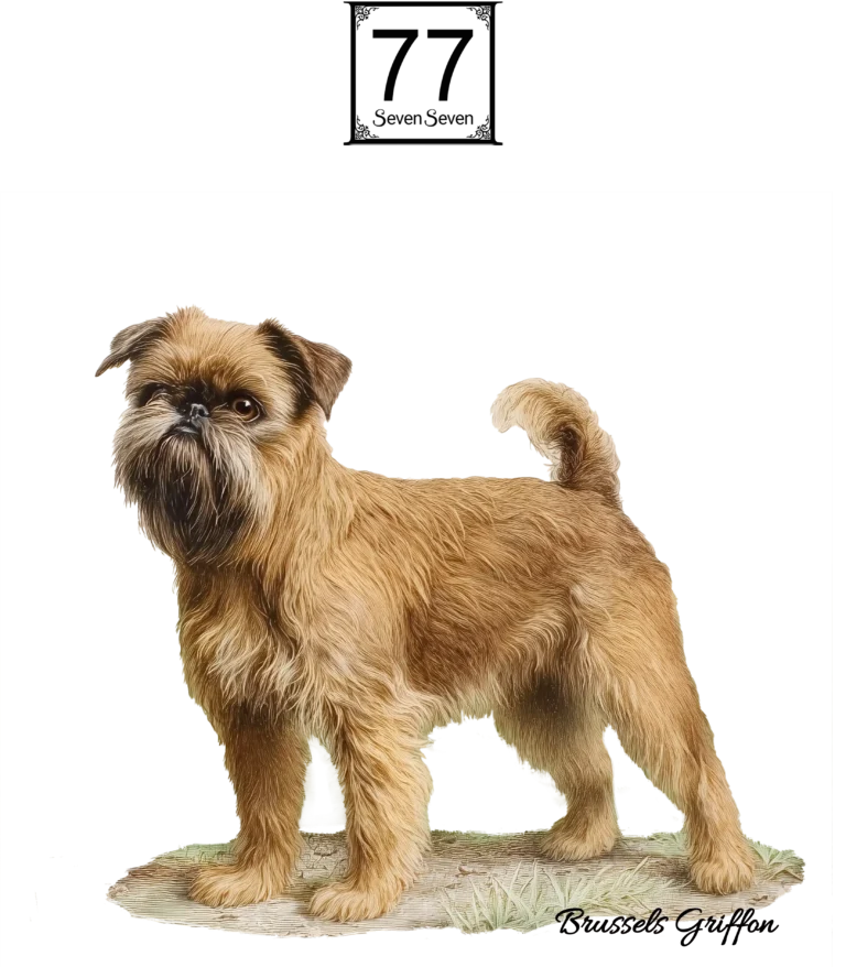 Gryfonik Belgijski (Brussels Griffon) - bawełniana torba canvas