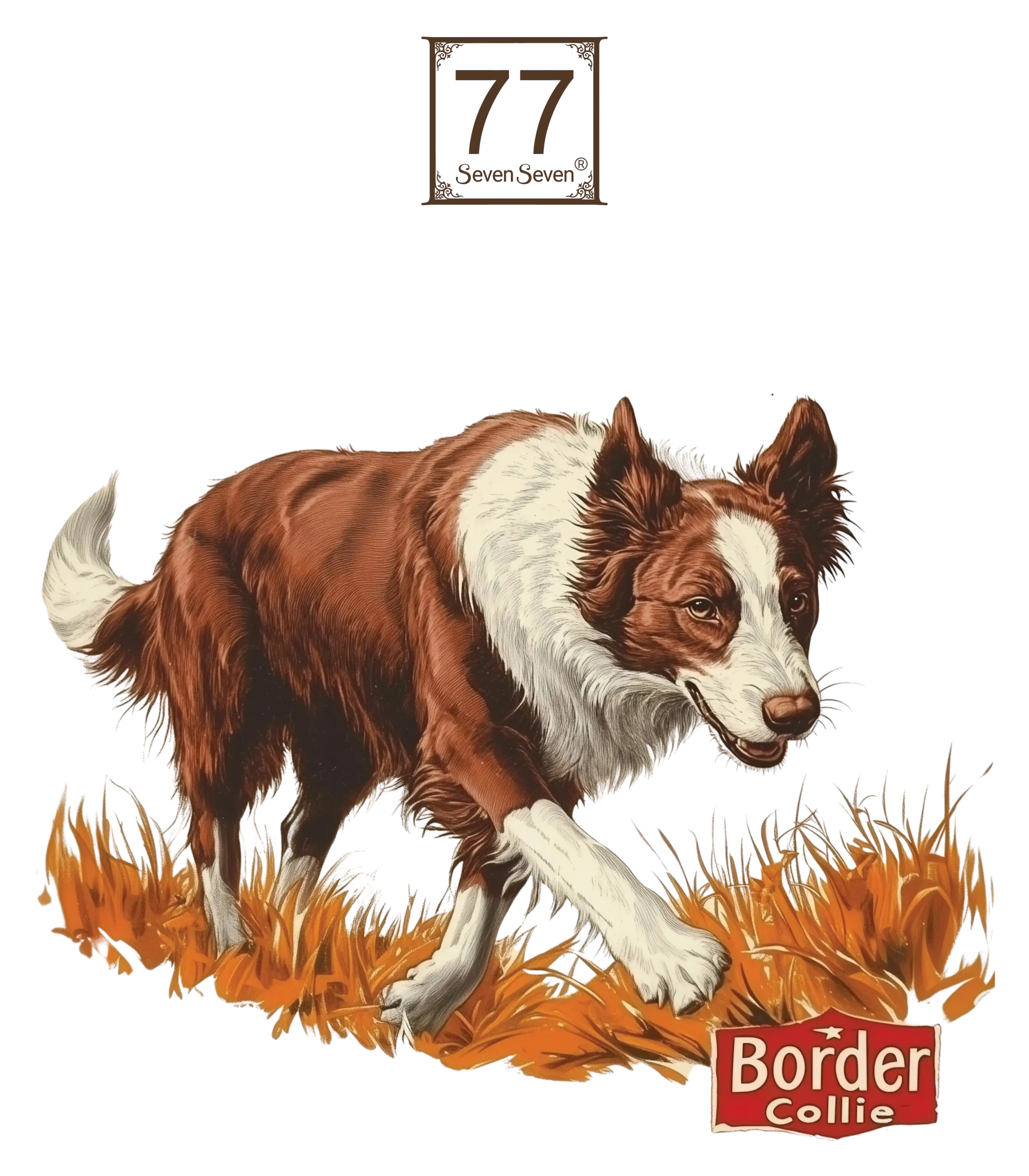 Border Collie - bawełniana torba canvas - obrazek 2