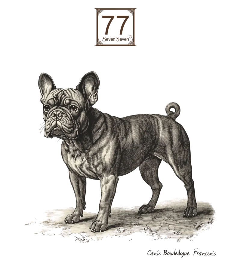 Buldog Francuski (Canis Bouledogue Francensis) - bawełniana torba canvas
