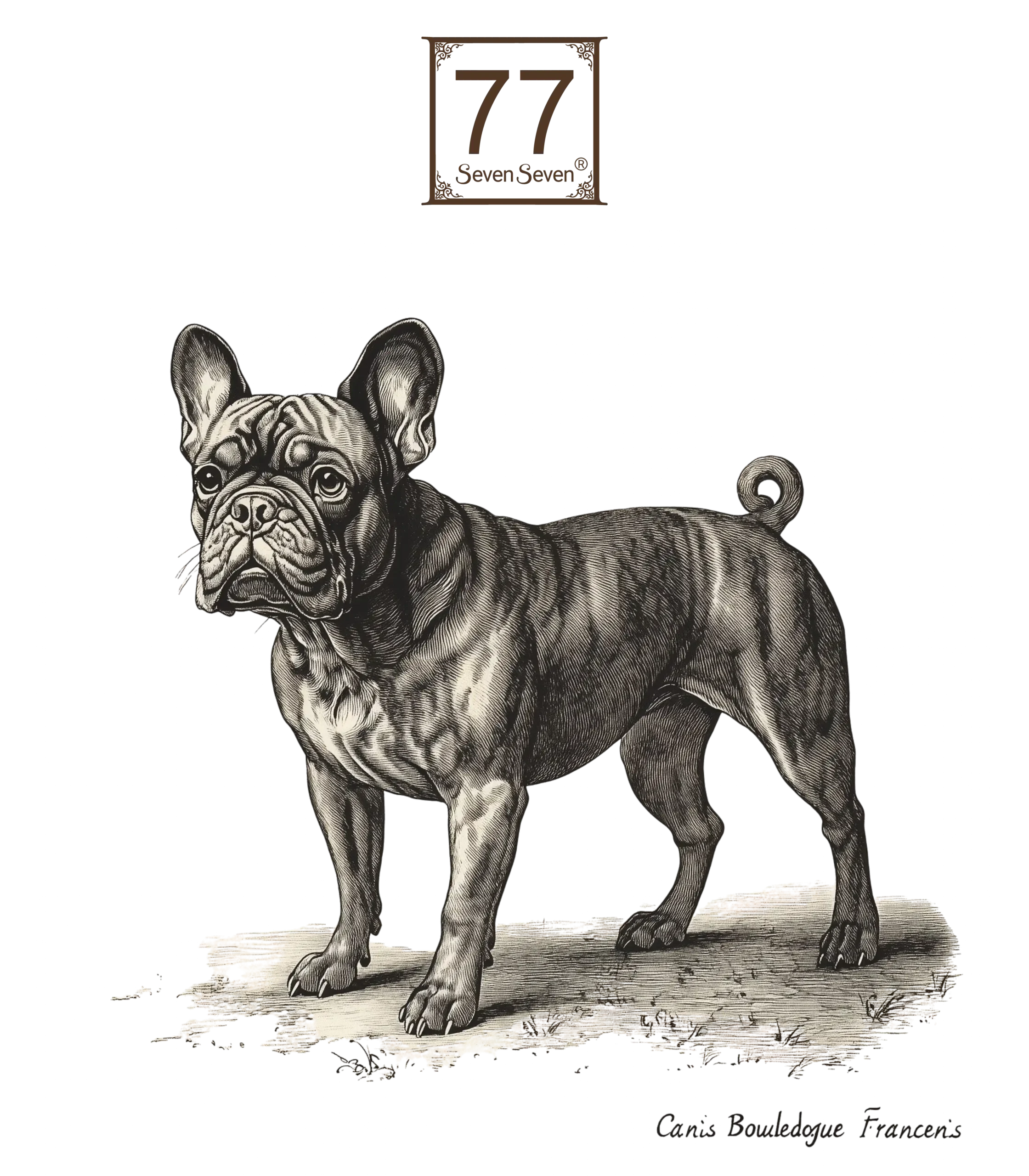 Buldog Francuski (Canis Bouledogue Francensis) - bawełniana torba canvas - obrazek 2