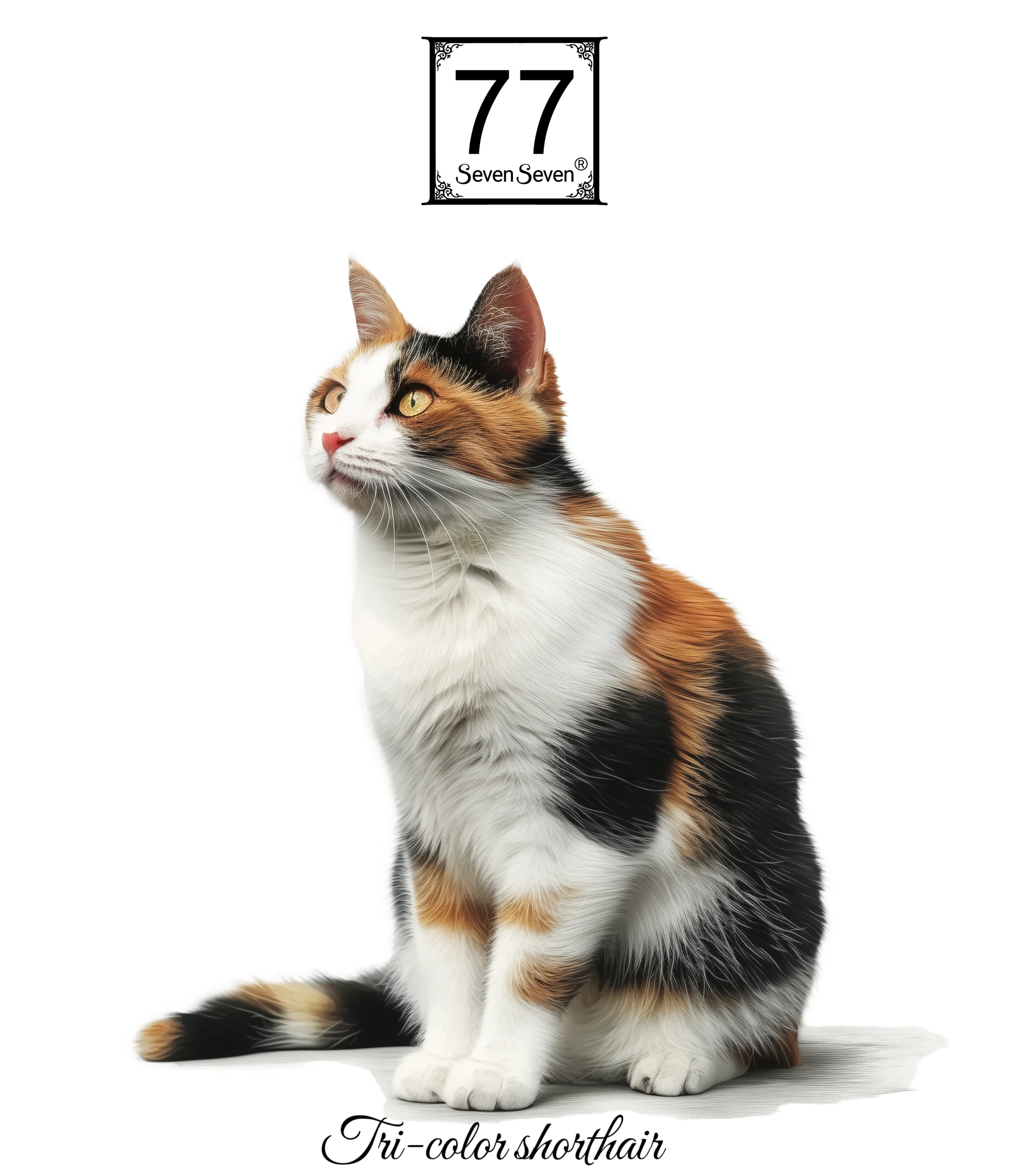 Kot Tri-color - bawełniana torba canvas