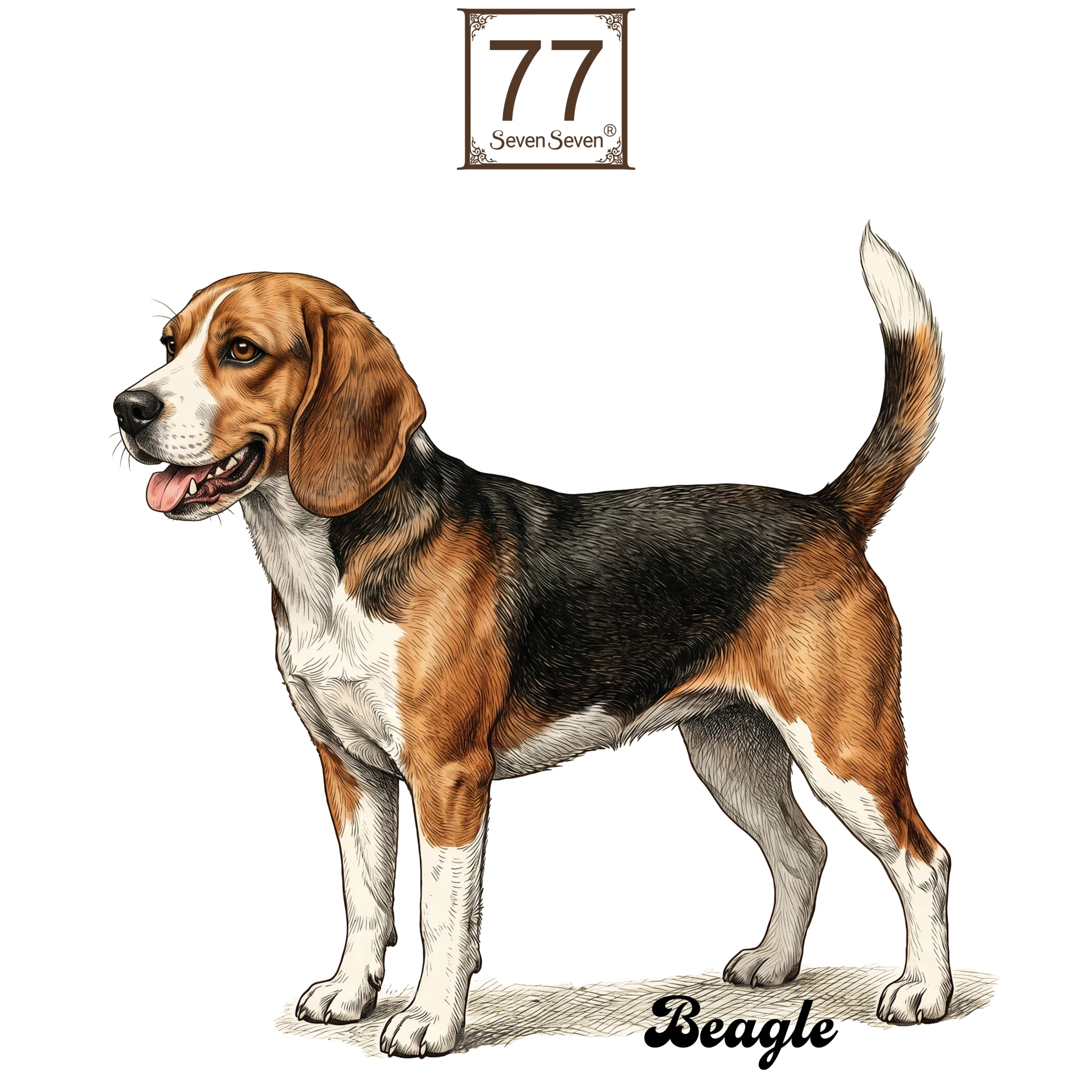 Beagle - bawełniana torba canvas