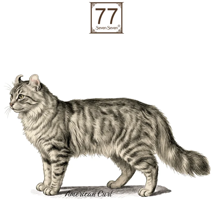 Kot Amerykański Curl (American Curl) - bawełniana torba canvas