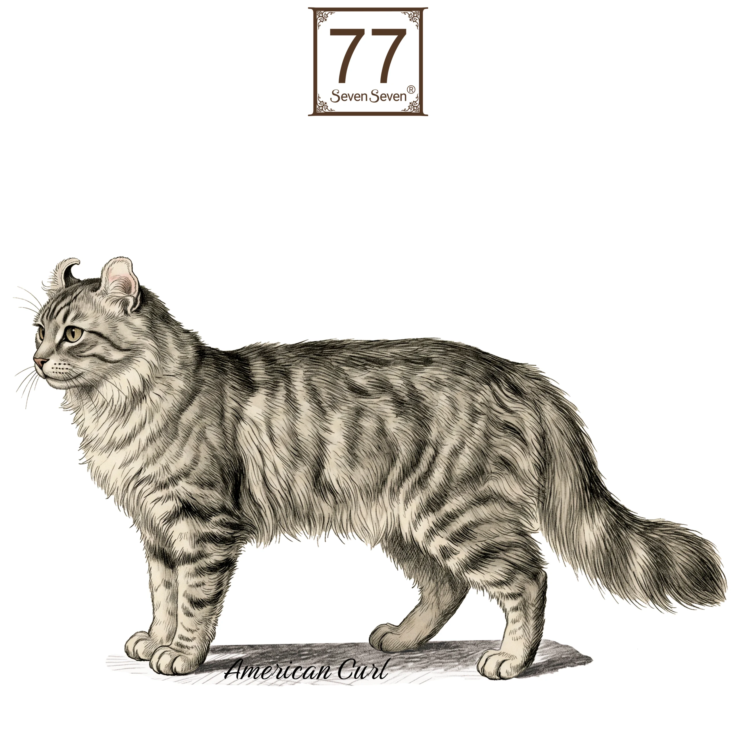 Kot Amerykański Curl (American Curl) - bawełniana torba canvas