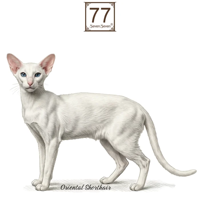 Kot Orientalny Krótkowłosy (Oriental Shorthair) - bawełniana torba canvas